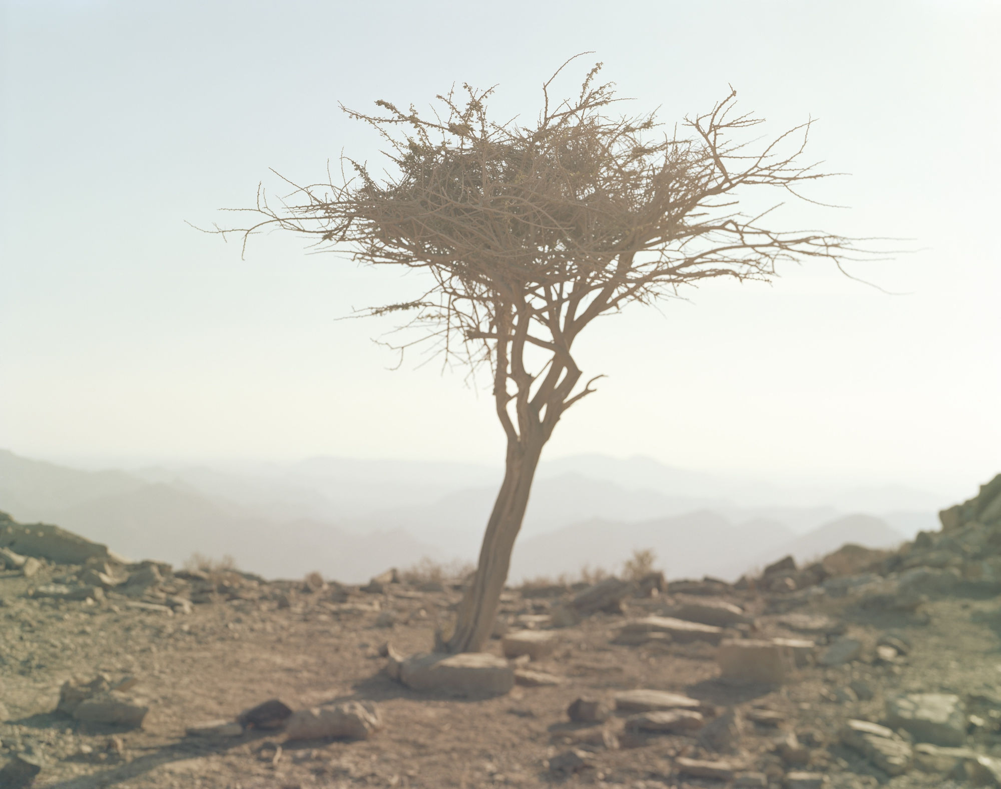 15١٥ From the series Hala, 2015-2017 Archival pigment print on Hahnemuhle etching paper