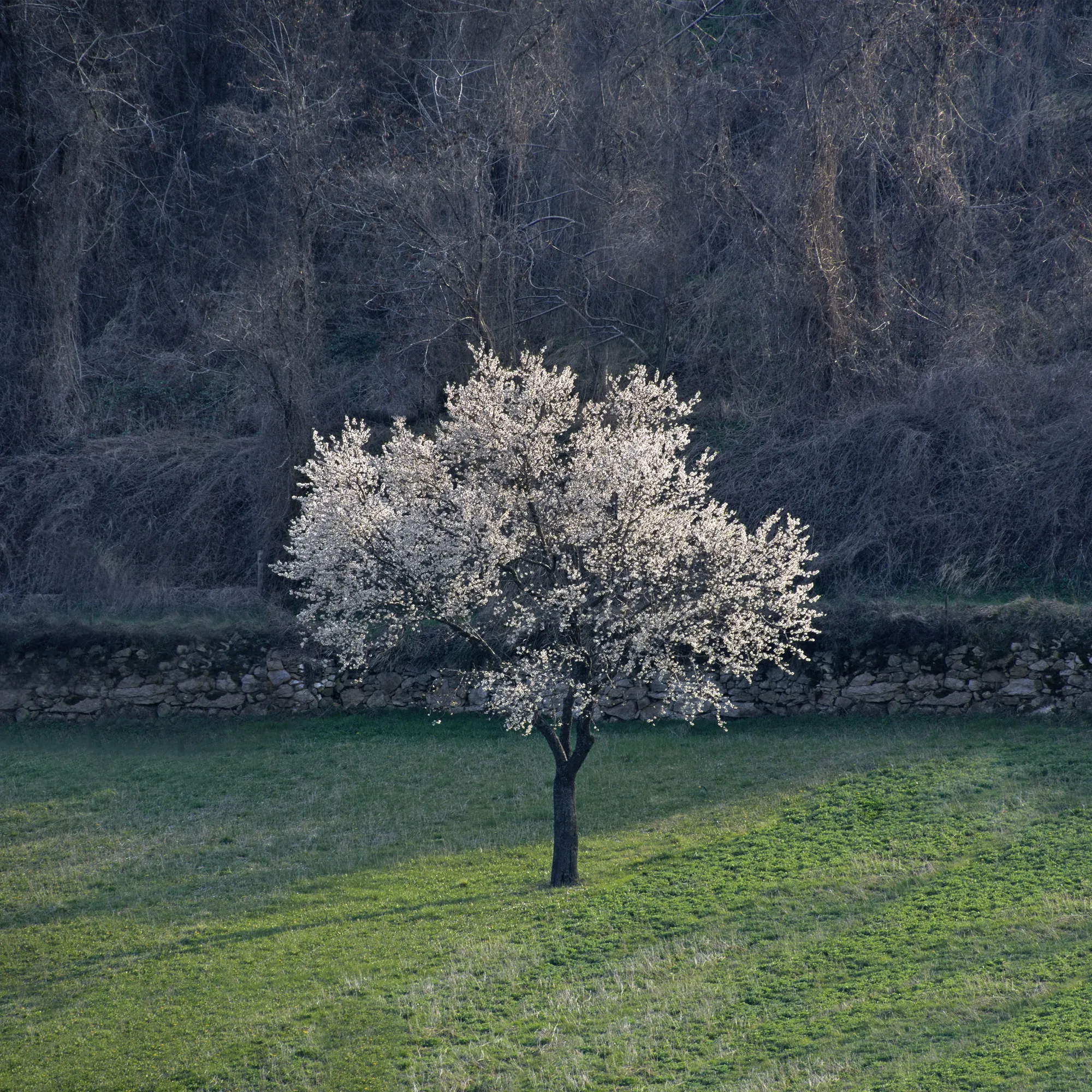 Charlie Waite, Near Asciano, Italy, 2003