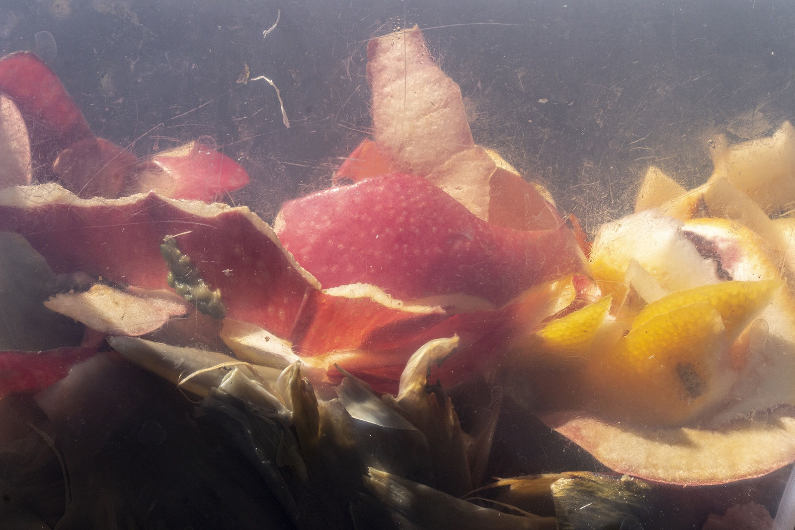 Nancy Macko Applescape 1, 2022 Archival pigment print 42 X 64.5 or 26 X 40 inches