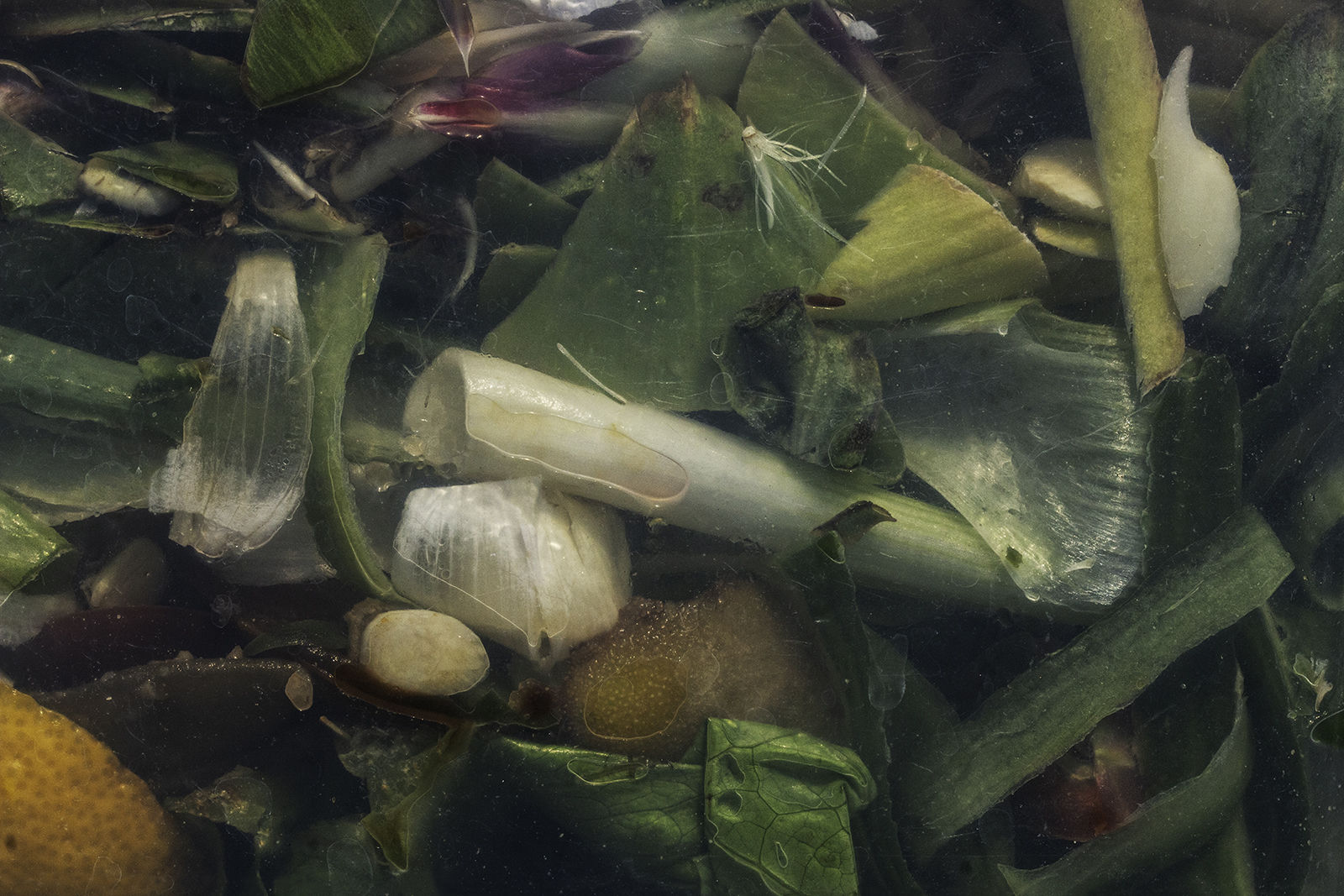 Nancy Macko Green Tumble, 2022 Archival pigment print 26 x 40 or 15 x 22.5 inches