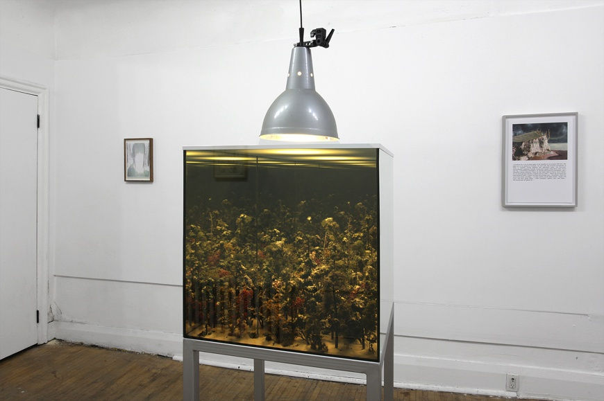 Pine Tree Guarding, Moon Slides By