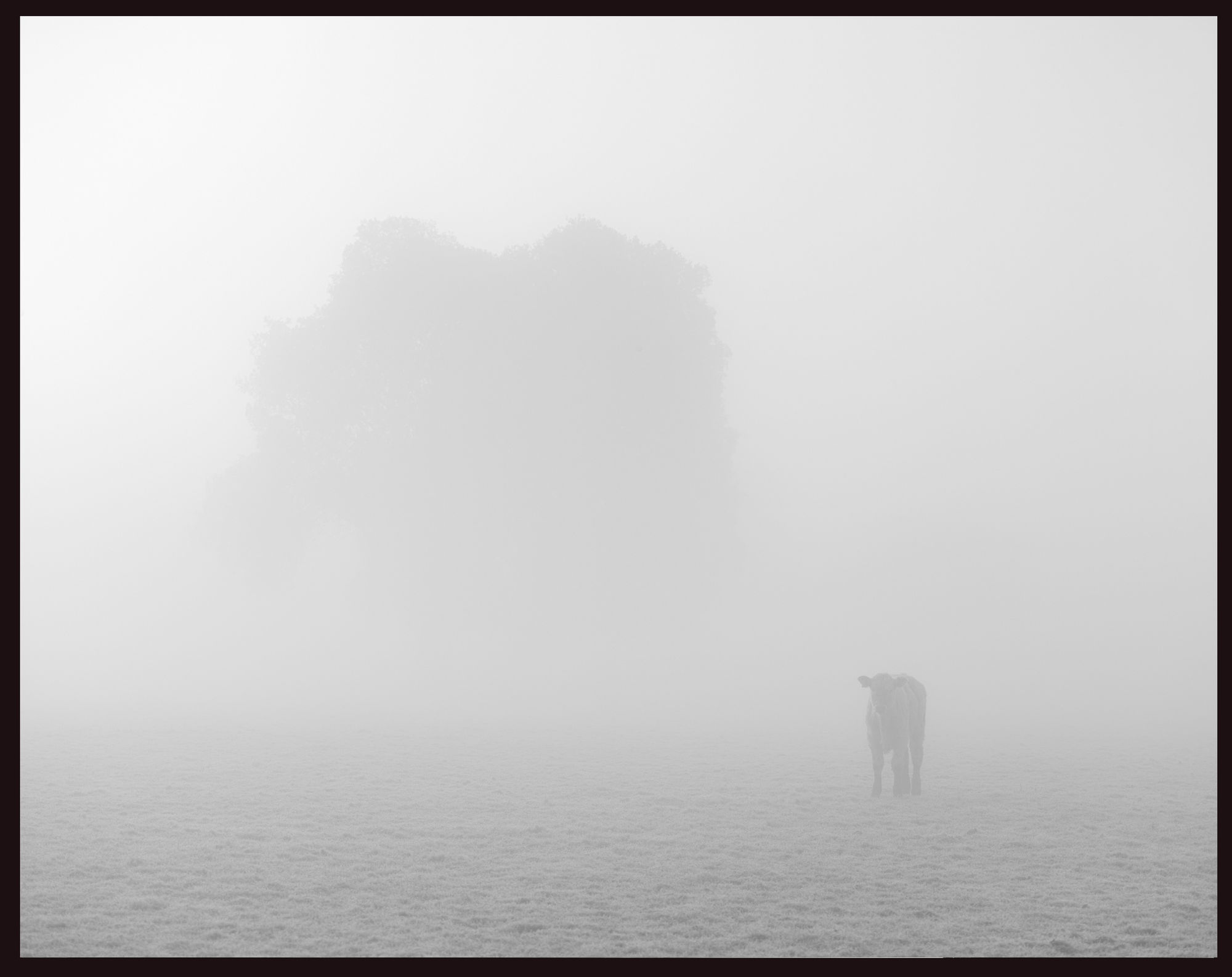 Gareth Hacon, Calf in the Mist, 2021