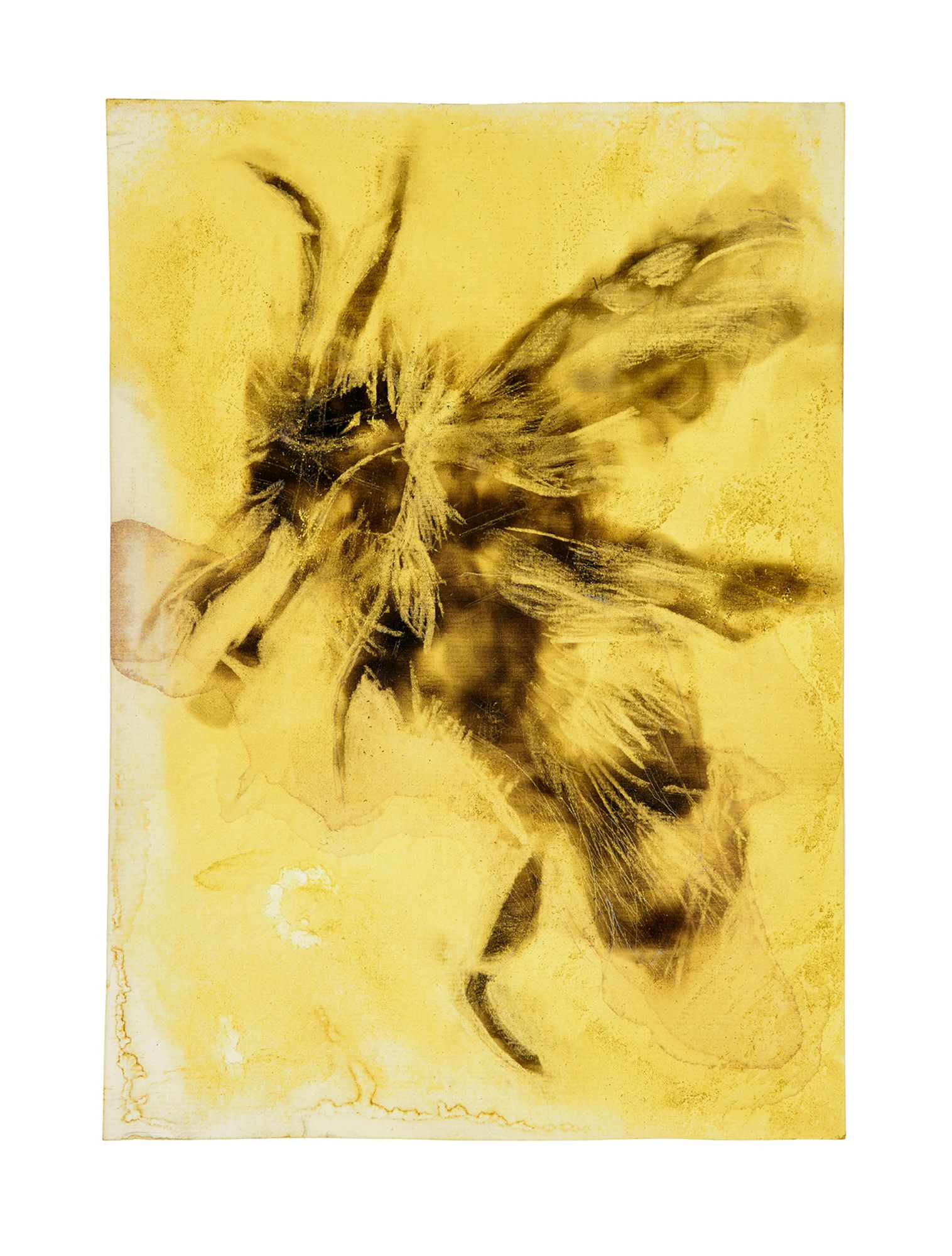 Maria Pavledis, Bee in Flight (2021), 2021