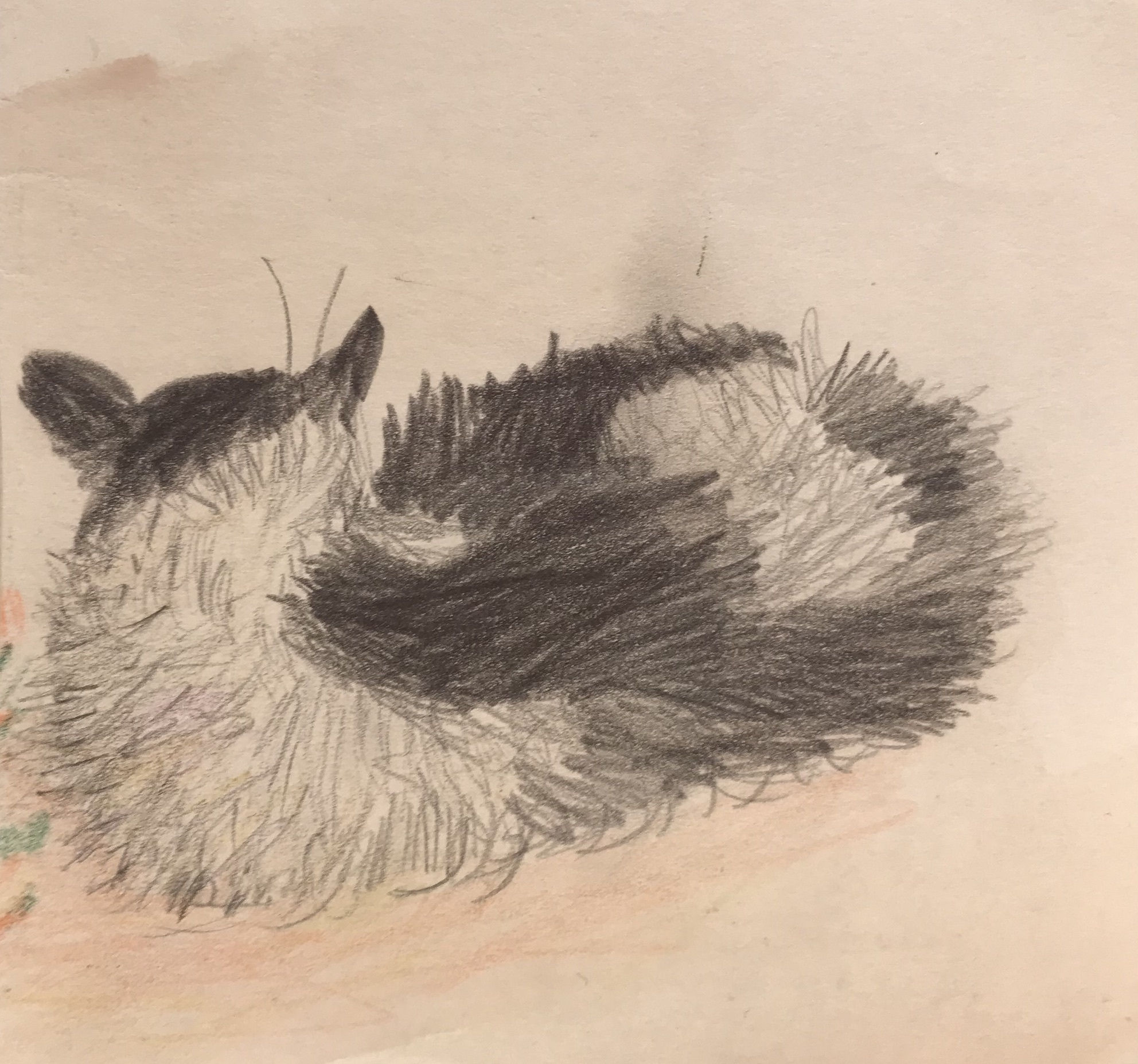 Mary NEWCOMB (1922 – 2008) Cat,