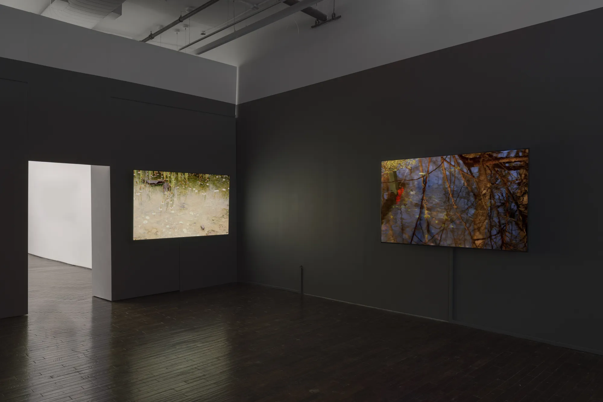 peter campus: what dreams may come