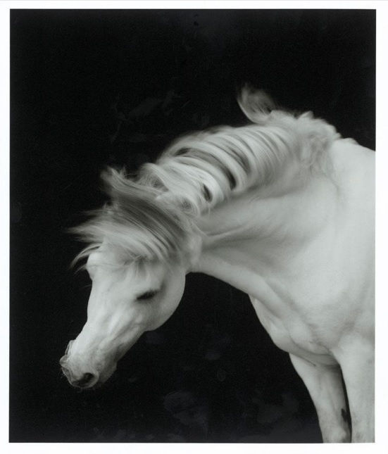 Sheila Rock, Horse No. 01, 1999