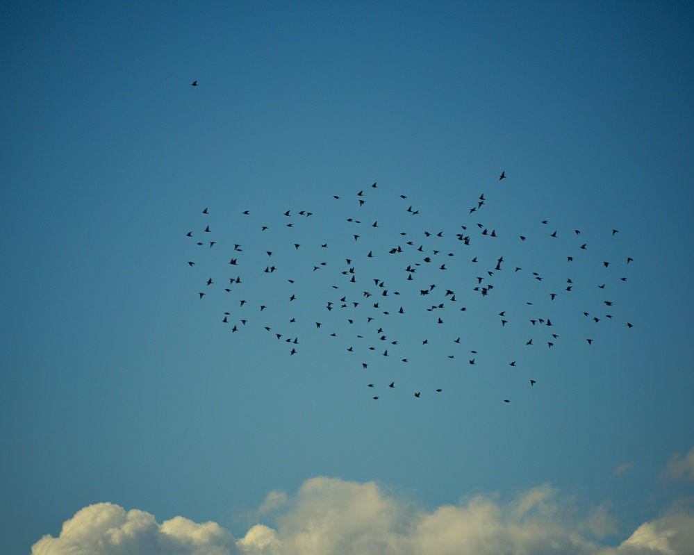 "Why do I sleep outdoors? Because of the sound of the random dripping of rain off the maples or ash trees over the roof of the railway wagon, or the hopping of a bird on the wet felt of the roof, or the percussion of a twig against the steel stove-chimney. Out there, I hear the yawn of the wind in the trees along Cowpasture Lane." Roger Deakin, 'Wildwood'