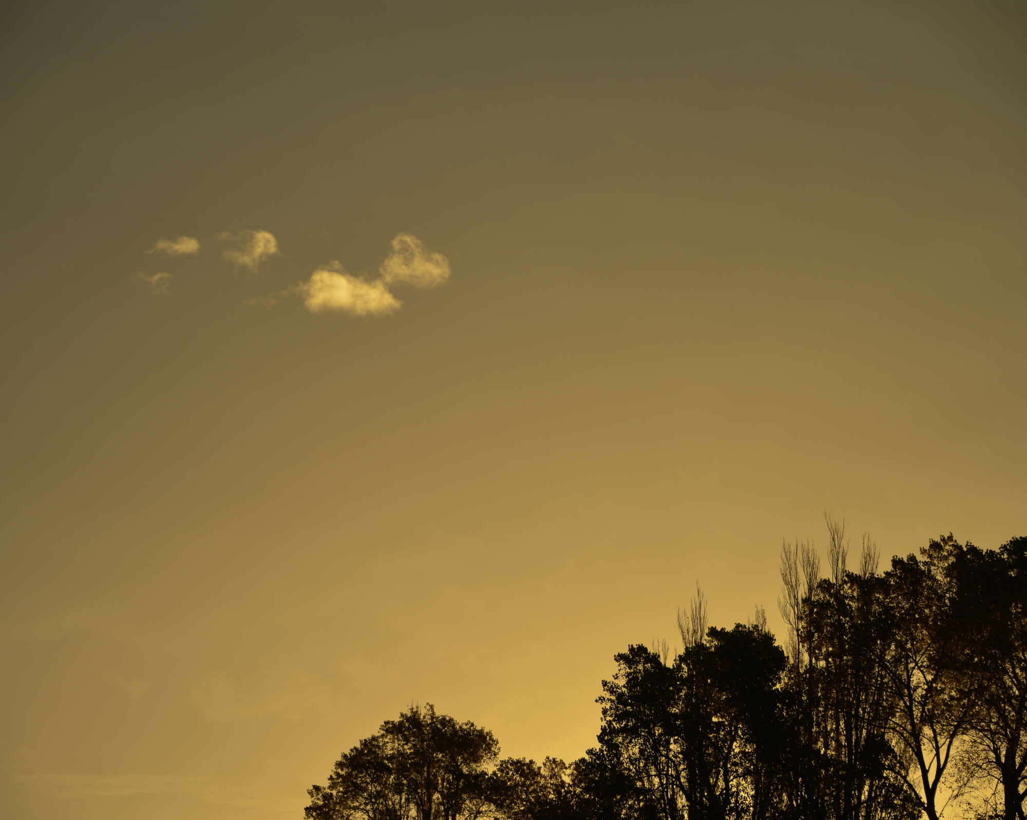 "This winter they are cutting down our woods more seriously than ever,~Fair Haven, Walden, Linnaea Borealis Wood, etc., etc. Thank God, they cannot cut down the clouds!" Henry David Thoreau, 'The Journal of Henry David Thoreau'