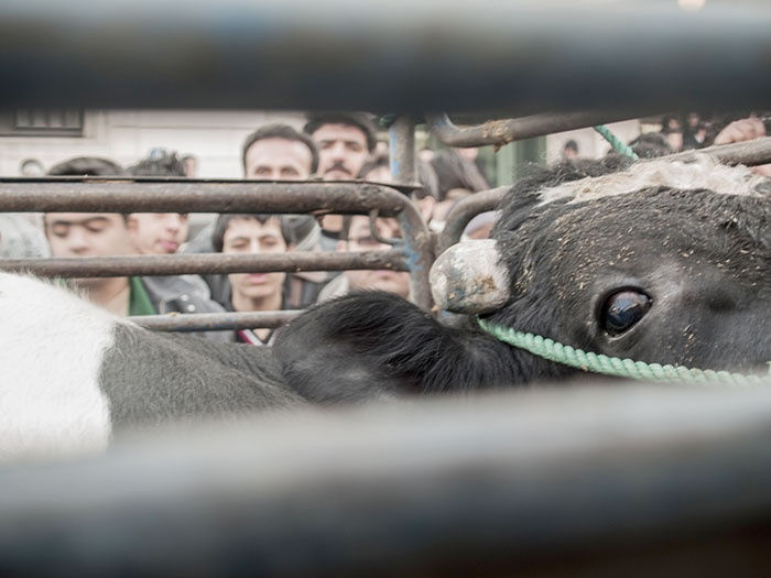 Joubeen Mireskandari | "The Sacrifice —or How I Learned to Stop Worrying and Love the Blood!"