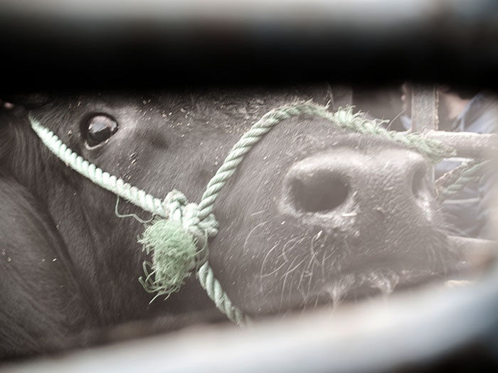 Joubeen Mireskandari | "The Sacrifice —or How I Learned to Stop Worrying and Love the Blood!"