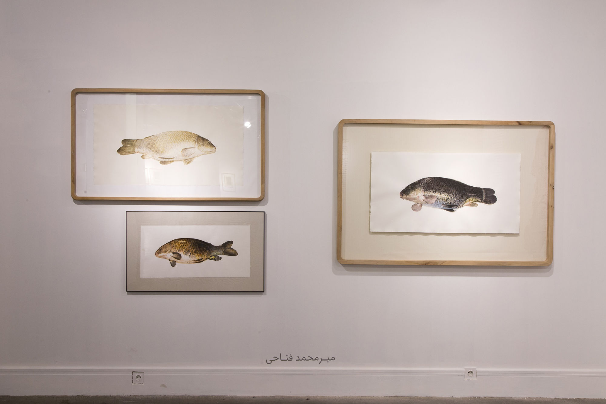 "Encircle the Apple or Shadowlessness"