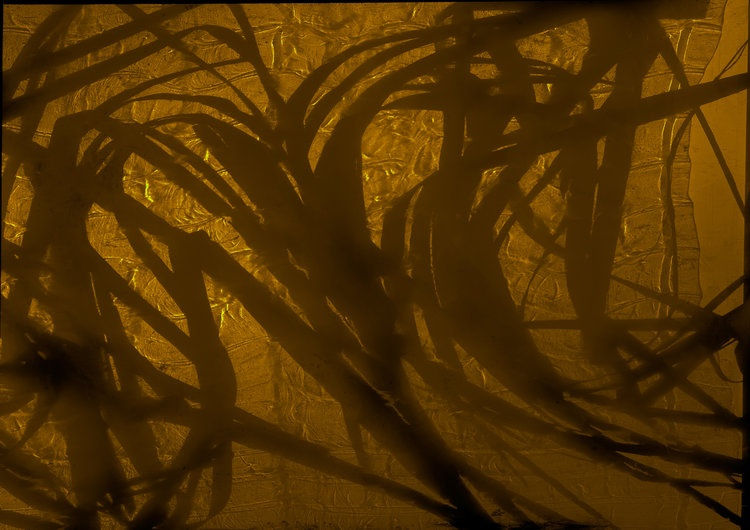 Visions From The Shoreline