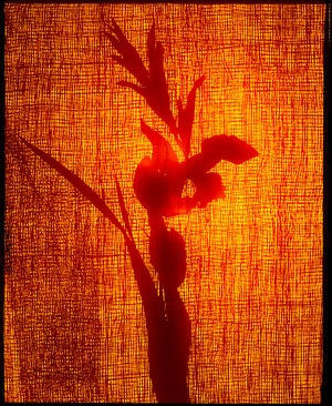 Visions From The Shoreline