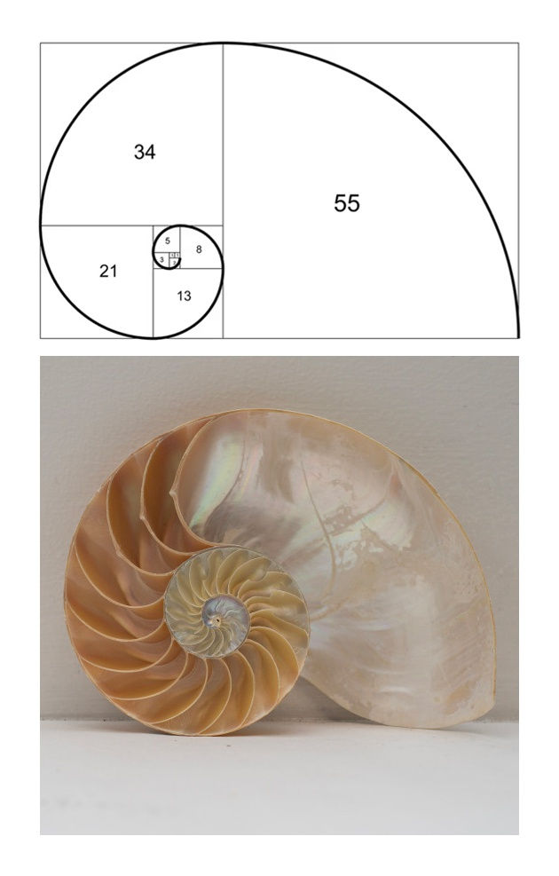 Fibonacci Sequence | Nautilus Shell photo credit: José Miguel Hernández/Getty Images | Carnagie Museum of Natural History