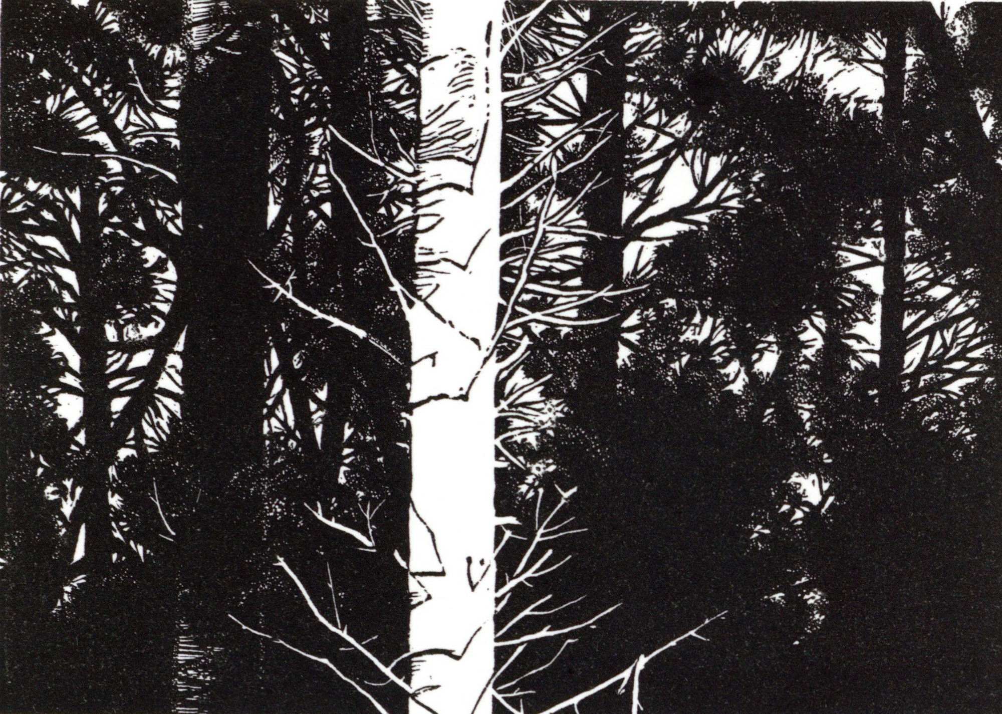 Summer Secret Bid Auction 2025, LOT 67: Blaze Cyan - Pine Forest, 2023