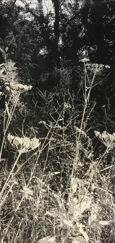 Trevor Price, Wild Chervil