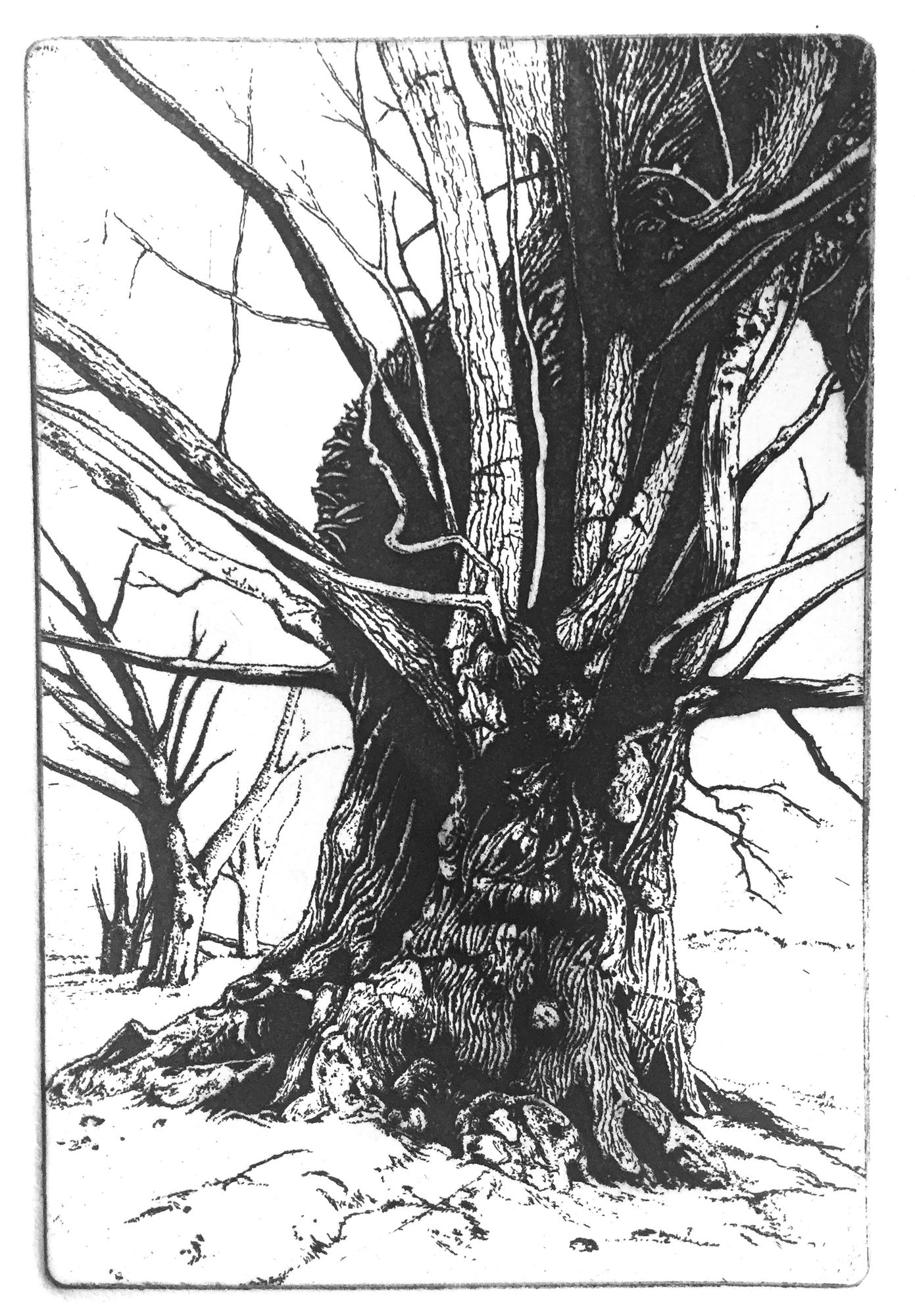 Summer Secret Bid Auction 2025, LOT 65: Blaze Cyan - Petworth Park II, 2019