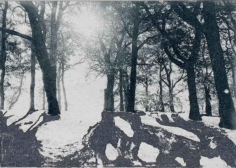 Summer Secret Bid Auction 2022, Bainbridge - Wandering Light, 2022