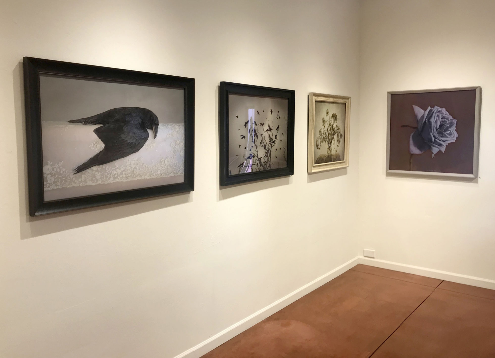 Kate Breakey: Transience