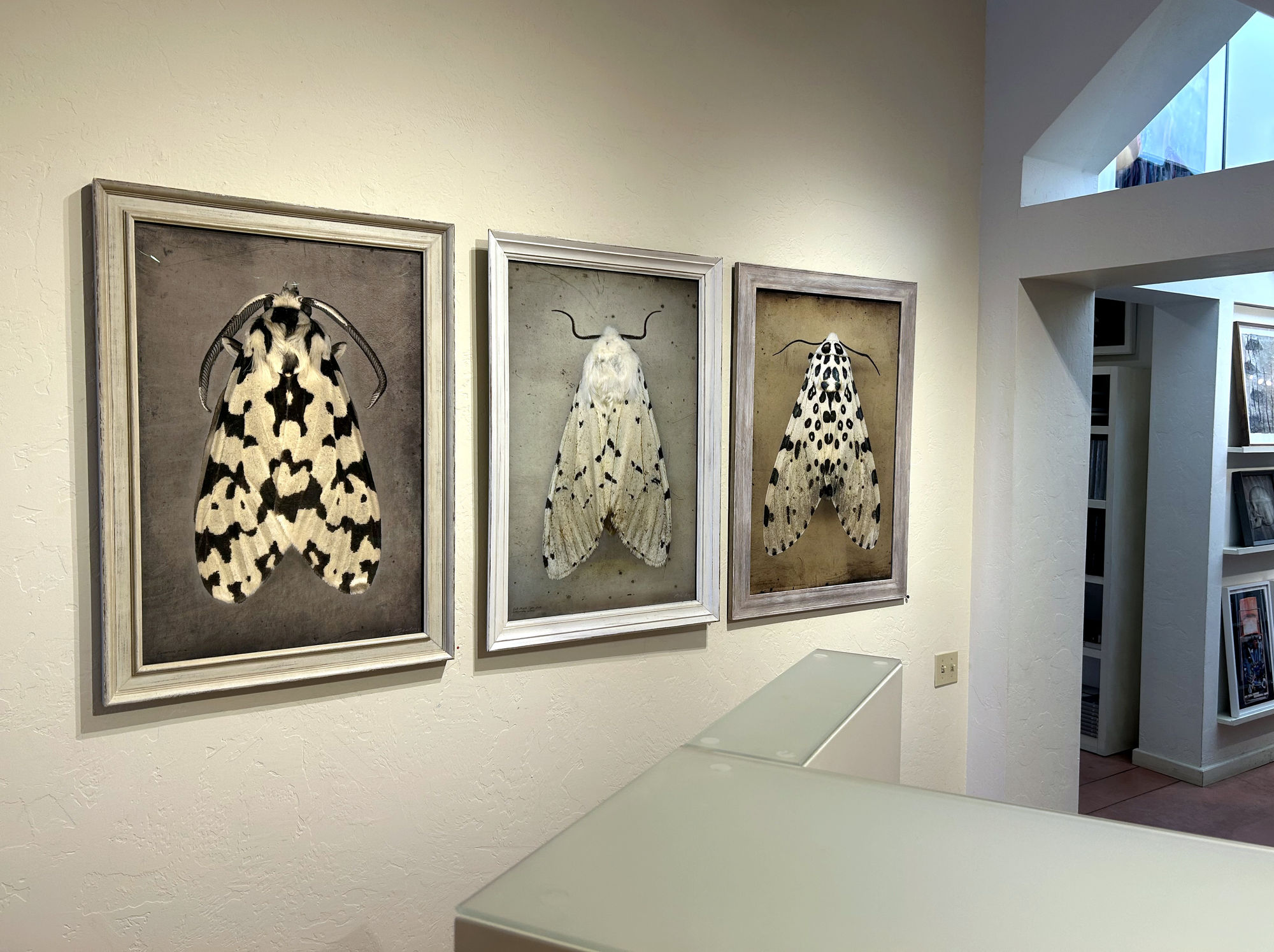 Kate Breakey and Samuel James: To the Dark and the Endless Skies