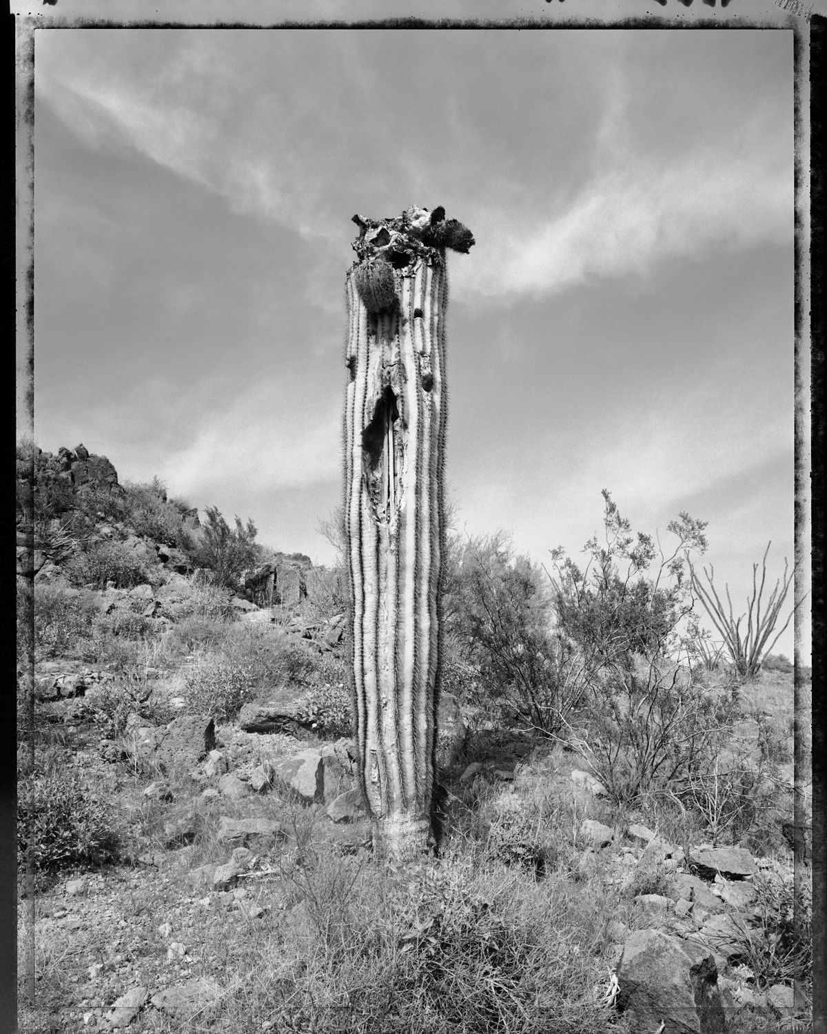 Mark Klett (1952-) "Desert Citizen," 1994 gelatin silver print