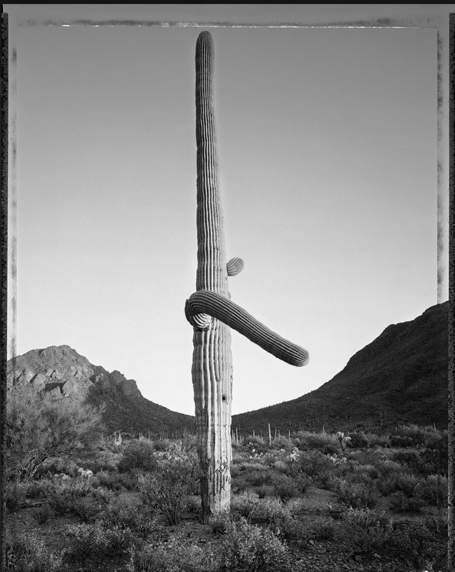 Mark Klett (1952-) "Desert Citizen," 1990 gelatin silver print