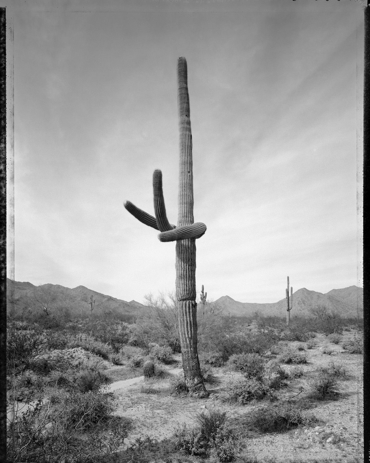 Mark Klett (1952-) "Desert Citizen," 1990 gelatin silver print