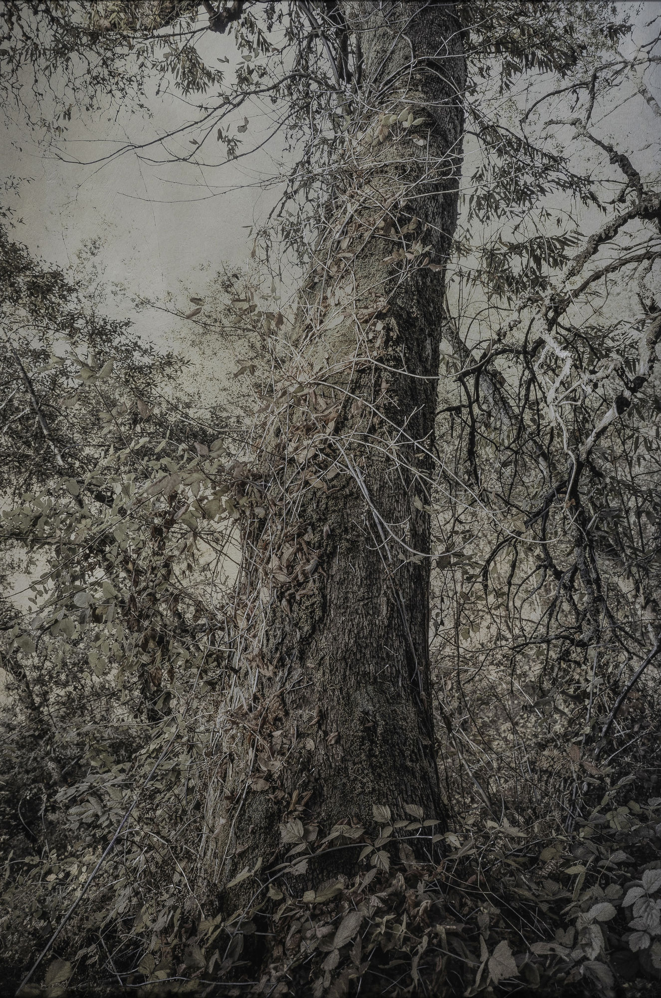 Kate Breakey, Tangled lll, n.d.