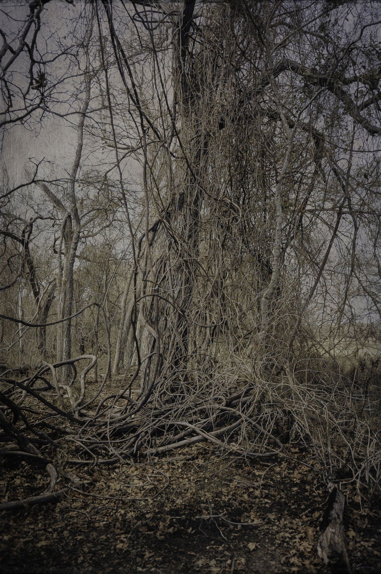 Kate Breakey, Tangled II, n.d.