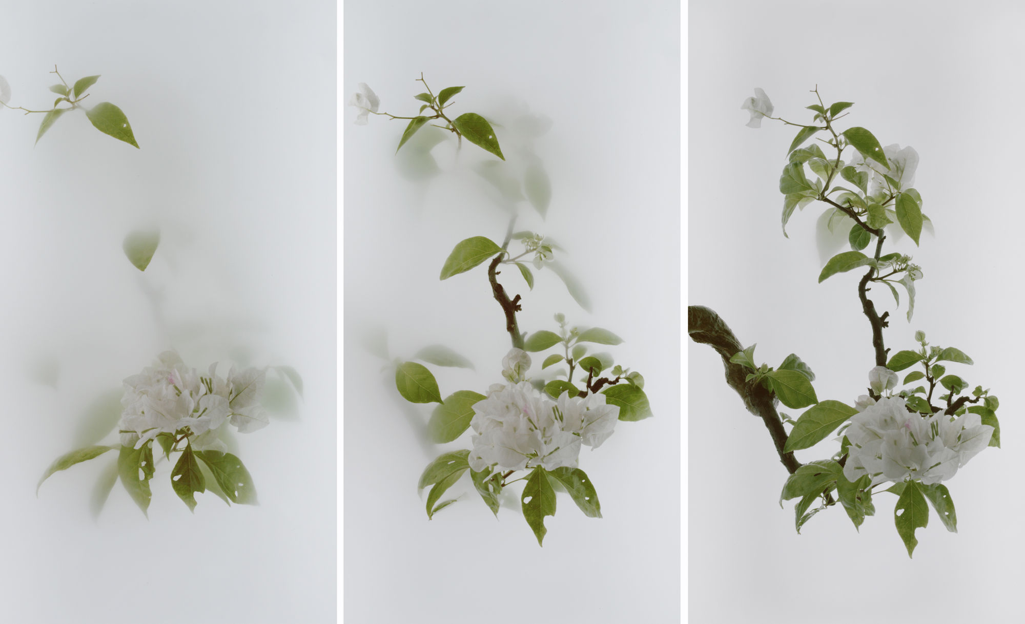 Wu Chi-Tsung, Still Life 013 - Bougainvillea (Paper Flower) 九重葛, Single-Channel Video, 1920 x 1080 FullHD Mpeg2, Duration 00:06:55, 2020