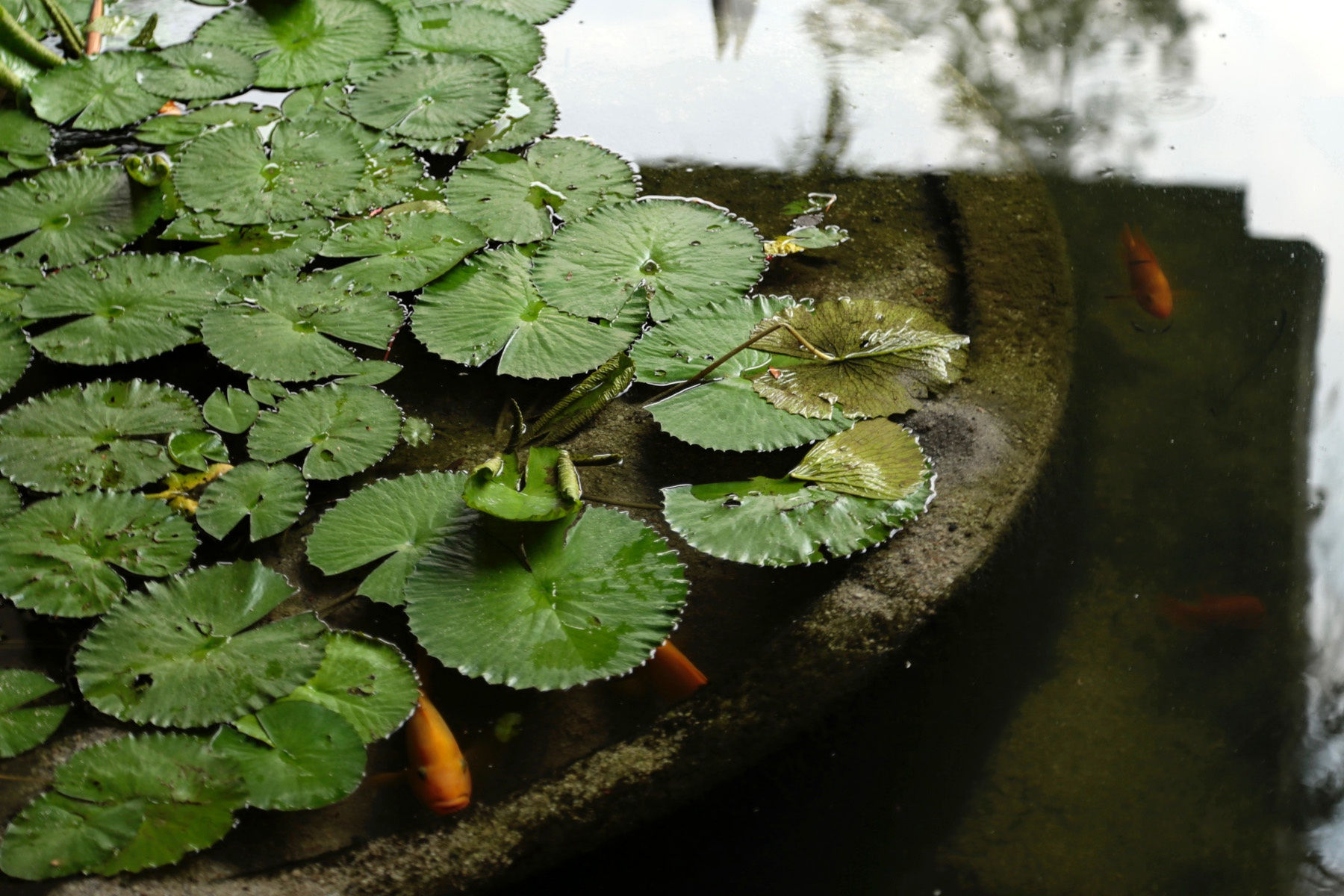 28 AUGUST 2019 GREEN PAVILION, SINGAPORE BOTANIC GARDENS Botanical Greens photo: Agata Byrne