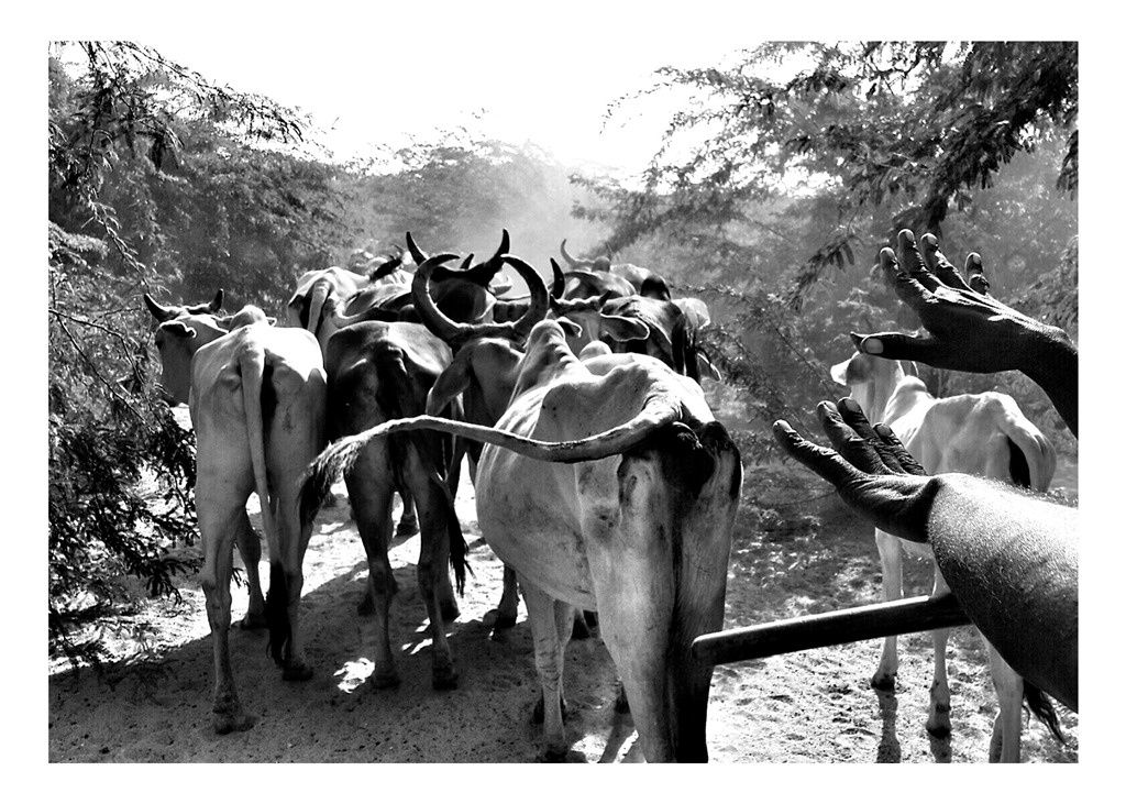 William Dalrymple, Untitled, 2016