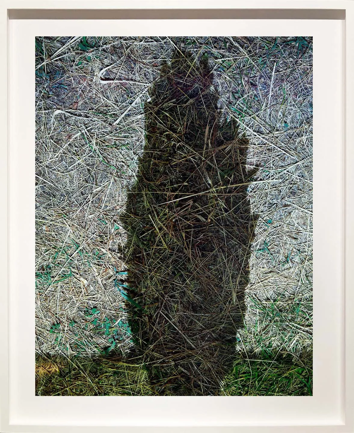 Tent-Camera Image: Cypress, Near Arles, France by Abelardo Morell in white frame