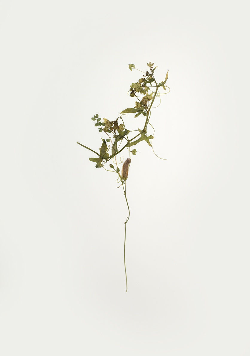 Union 7 by Pascale Lorge, 2021