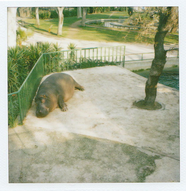 Zoo Polaroid (Barcelona) - Hippo 2008 polaroid photograph 7.9 x 7.6 cm (image size) / 31 x 23.5 cm framed