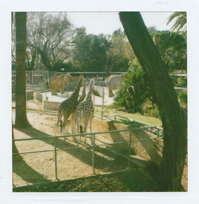 Zoo Polaroids (Barcelona) - Giraffes 2008 polaroid photograph 7.9 x 7.6 cm (image size) / 31 x 23.5 cm framed