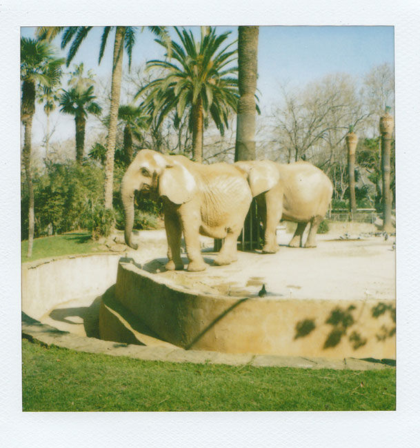 Zoo Polaroid (Barcelona) - Elephants 2008 polaroid photograph 7.9 x 7.6 cm (image size) / 31 x 23.5 cm framed