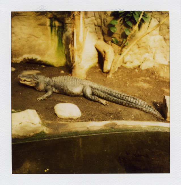 Zoo Polaroid (Barcelona) - Alligator 2008 Polaroid photograph 7.9 x 7.6 cm (image size) / 31 x 23.5 cm framed | Please contact the Gallery for further information