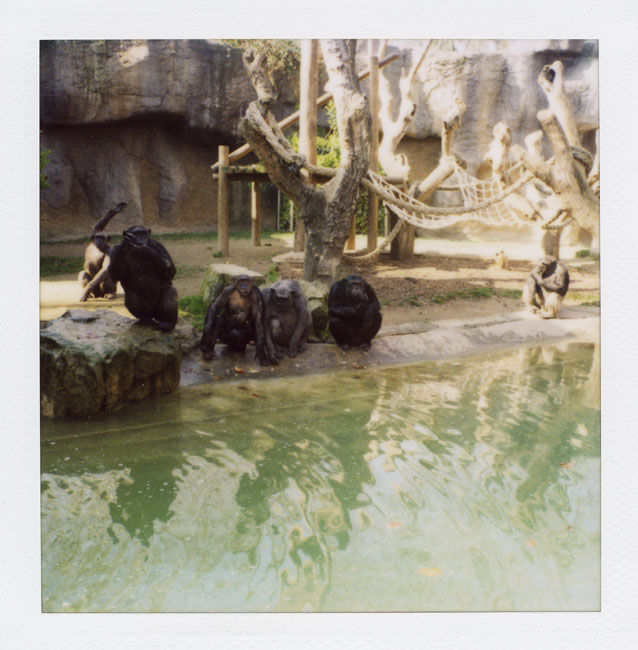Zoo Polaroid (Barcelona) - Chimpanzee 2008 Polaroid photograph 7.9 x 7.6 cm (image size) / 31 x 23.5 cm framed