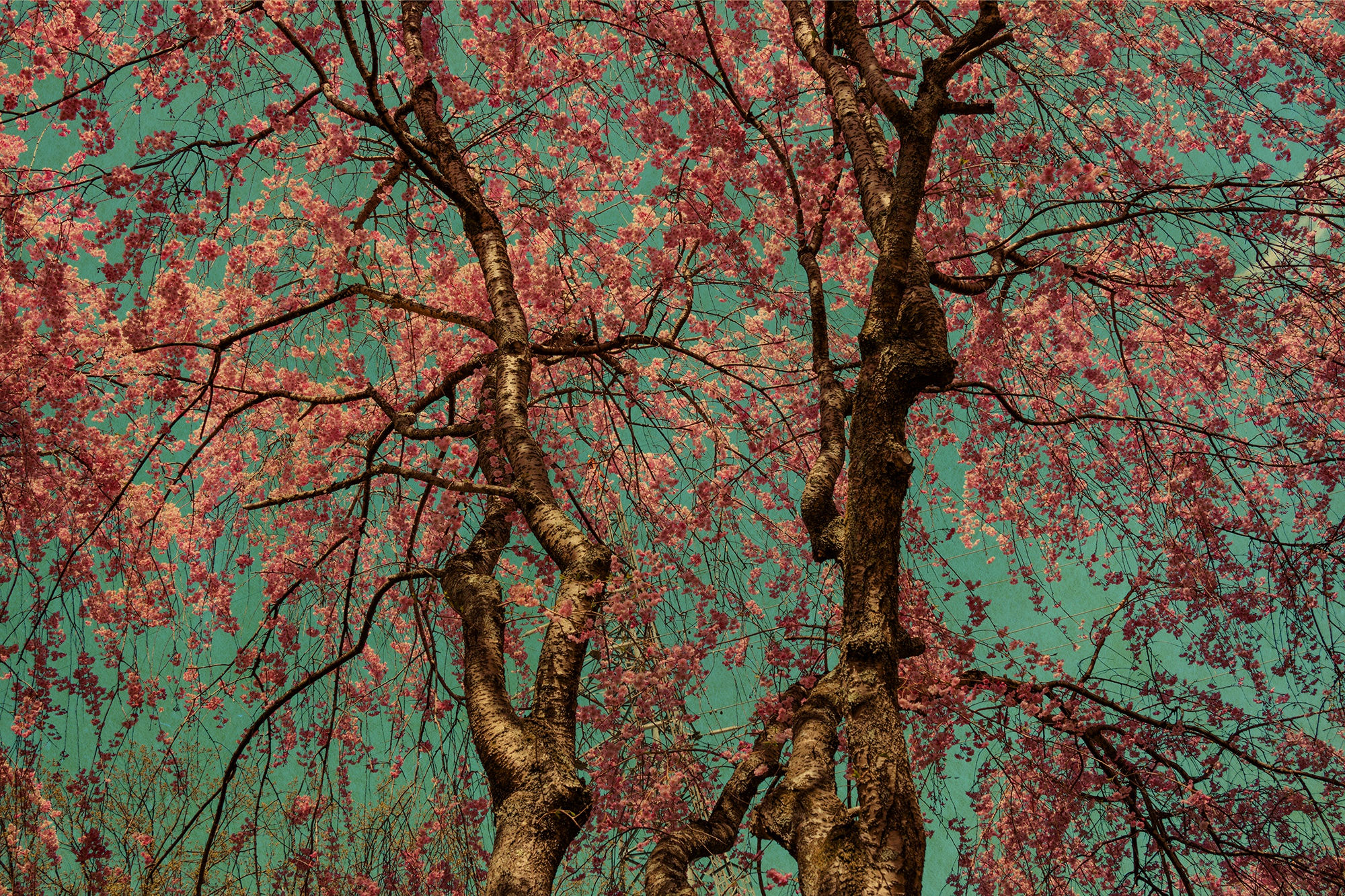 COLOGNE FINE ART & DESIGN 2021