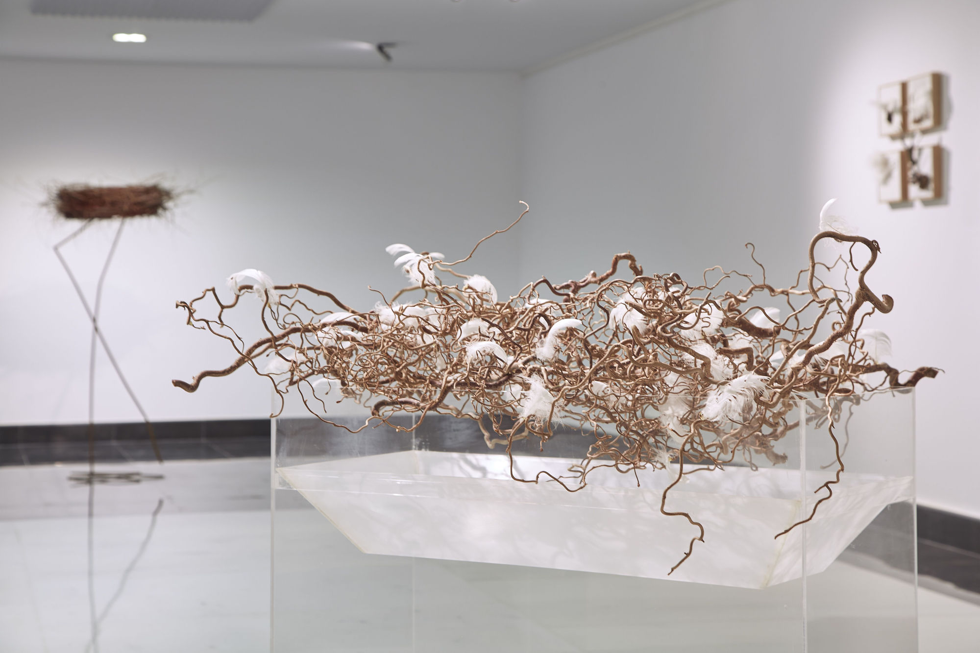 The song of the tree