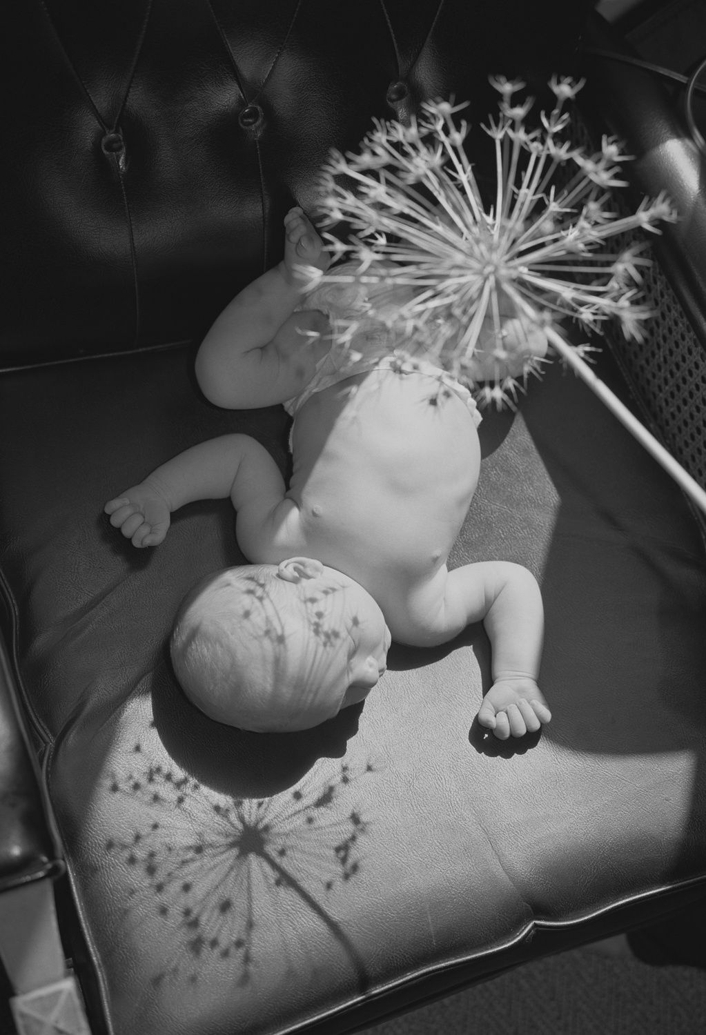 Josh Smith Oliver and Dried Onion Flower, 2015 archival pigment print 6 x 9 in.