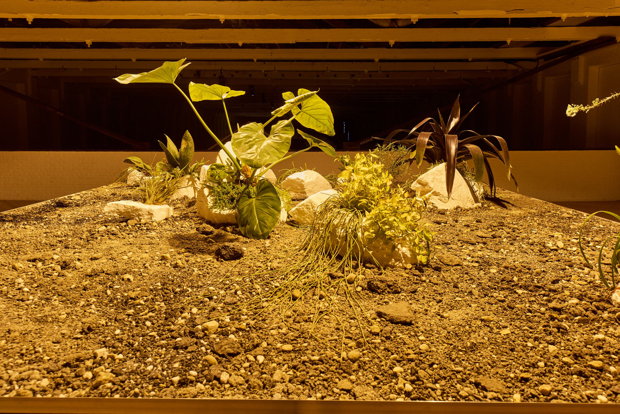 Glenn Kaino, In the Light of a Shadow