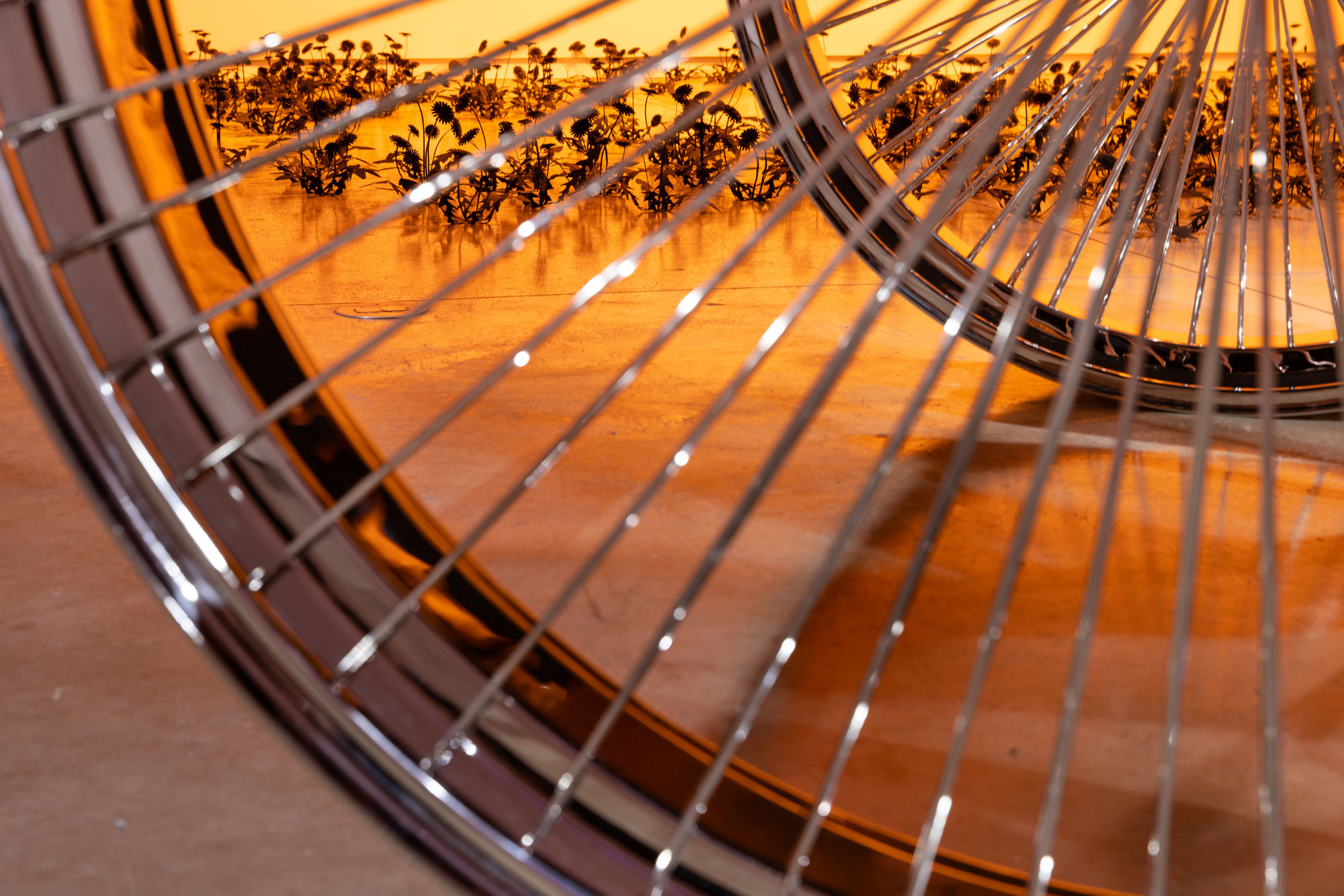 Esmaa Mohamoud: Let Them Consume Me In The Light