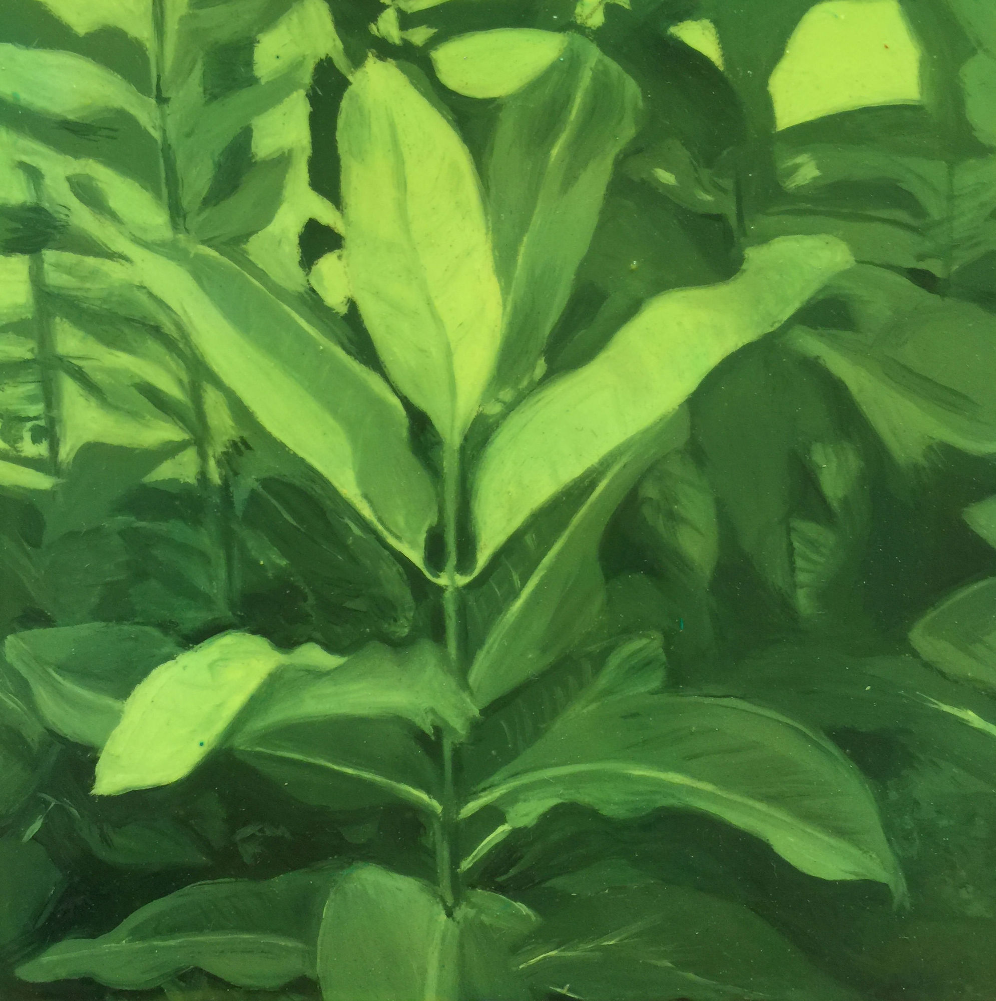 An Intimate History of Milkweed