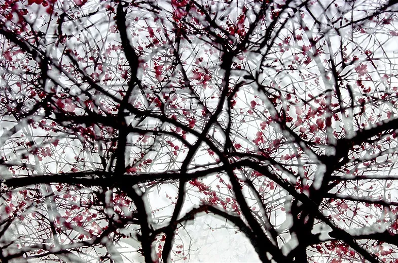 Leo K. K. Wong, Spring Condensed, 2006