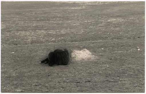 #1512, stampa ai sali d'argento.