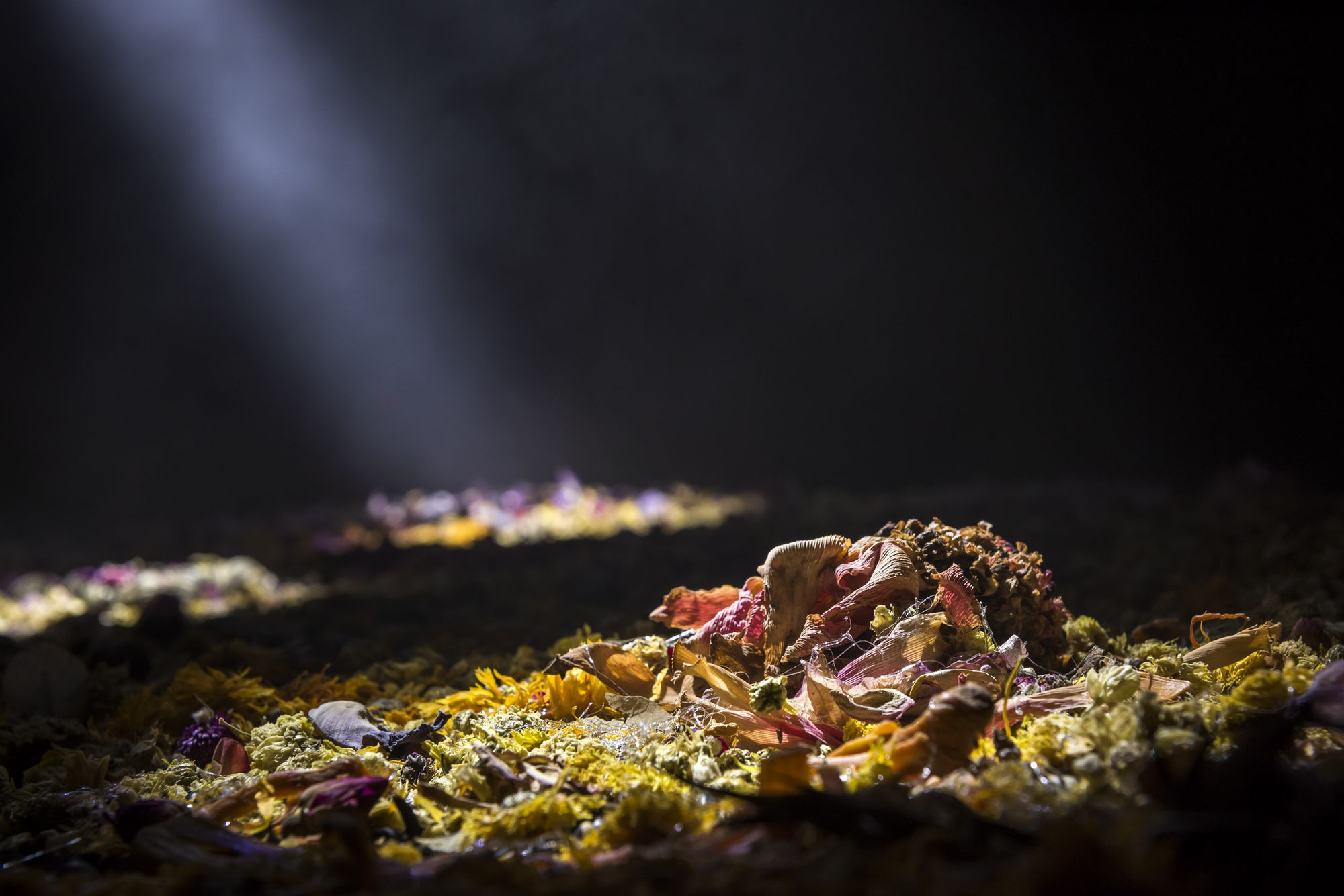 Daughter of the Soil