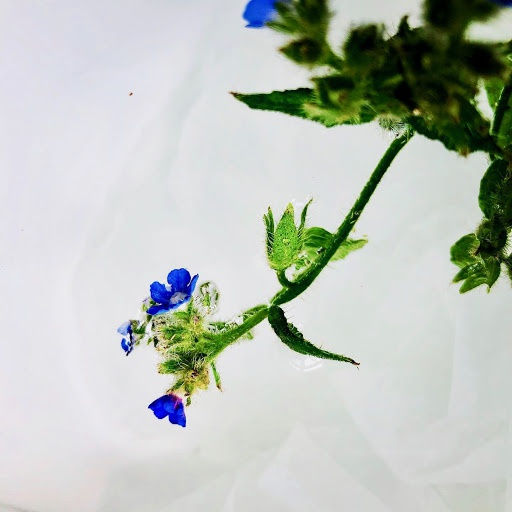 Wildflowers of London