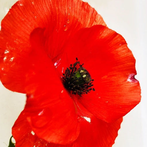 Wildflowers of London